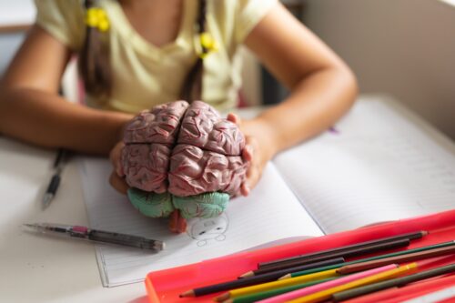 A child holds a model of a brain.